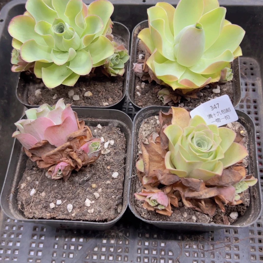 347 侧牙掉了不包损无售后