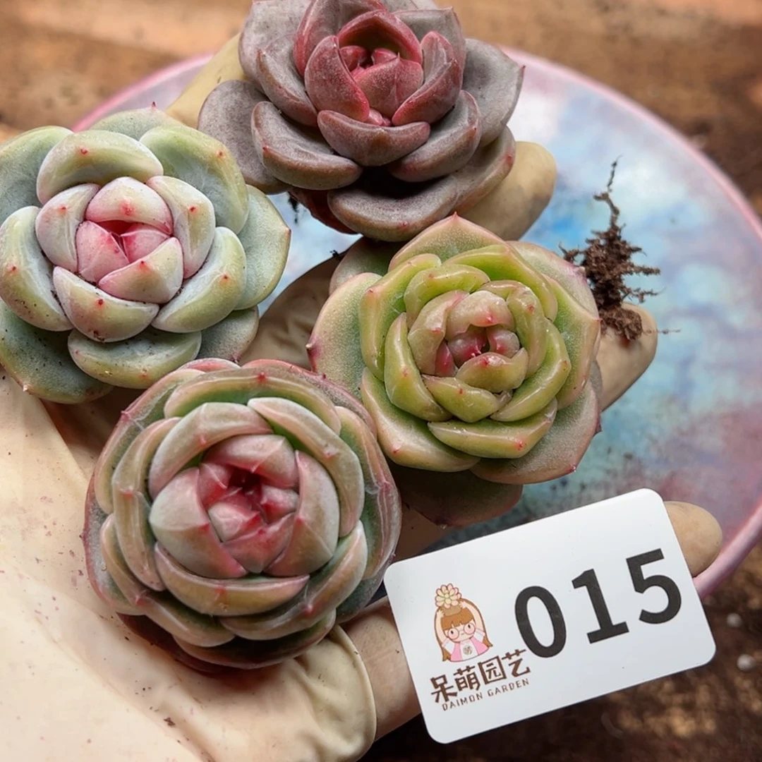 夏**颜多肉植物多肉植物