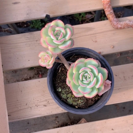 赚***肉晨露多肉5544458552