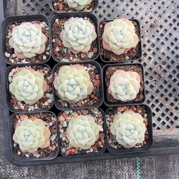 满了一物一拍专拍