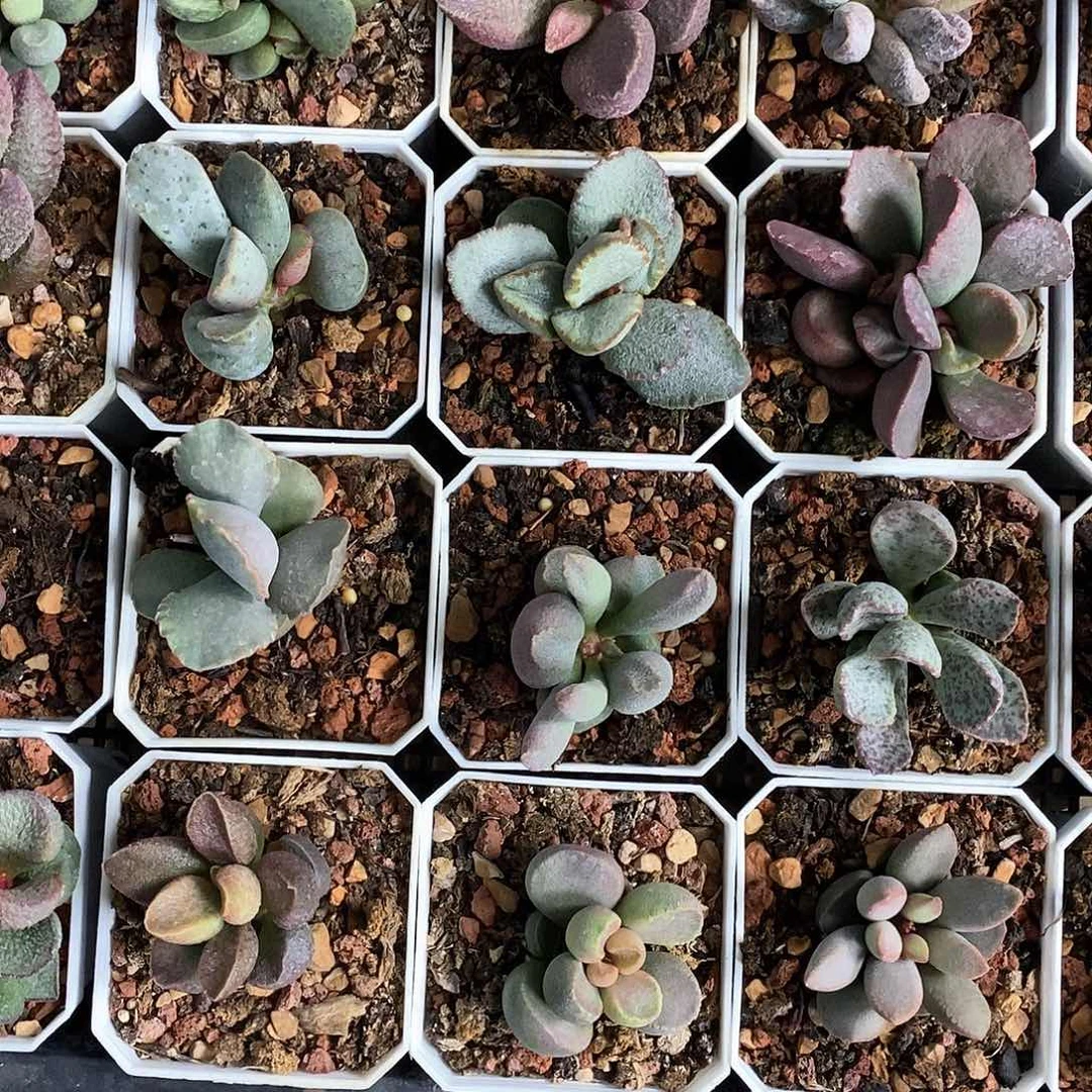 冷雨水泡多肉植物