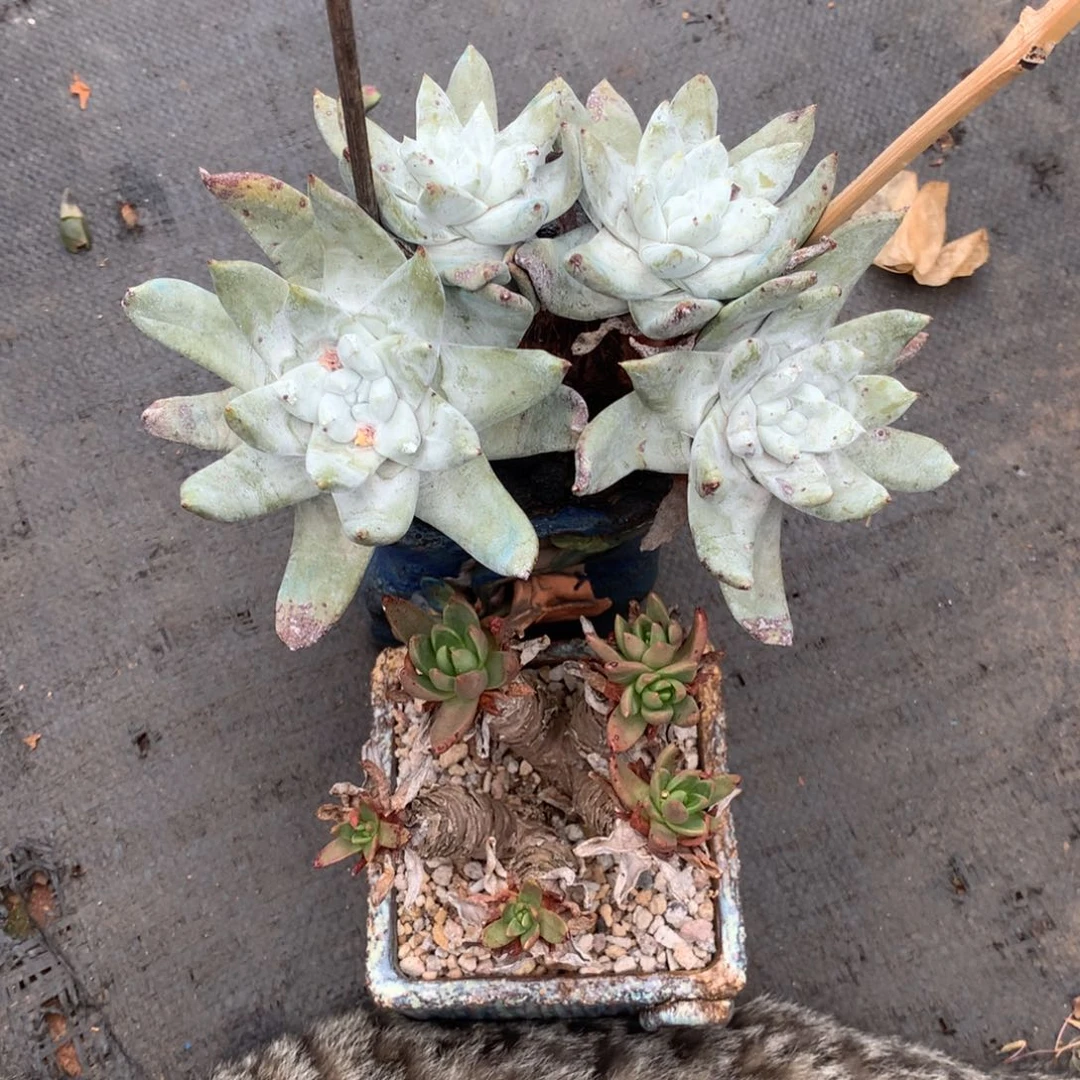 无花朵拇**王拇指和青岗，仙女杯多肉