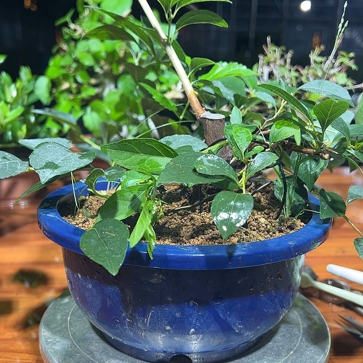 莫***妙无花朵日本几口红花野茉莉