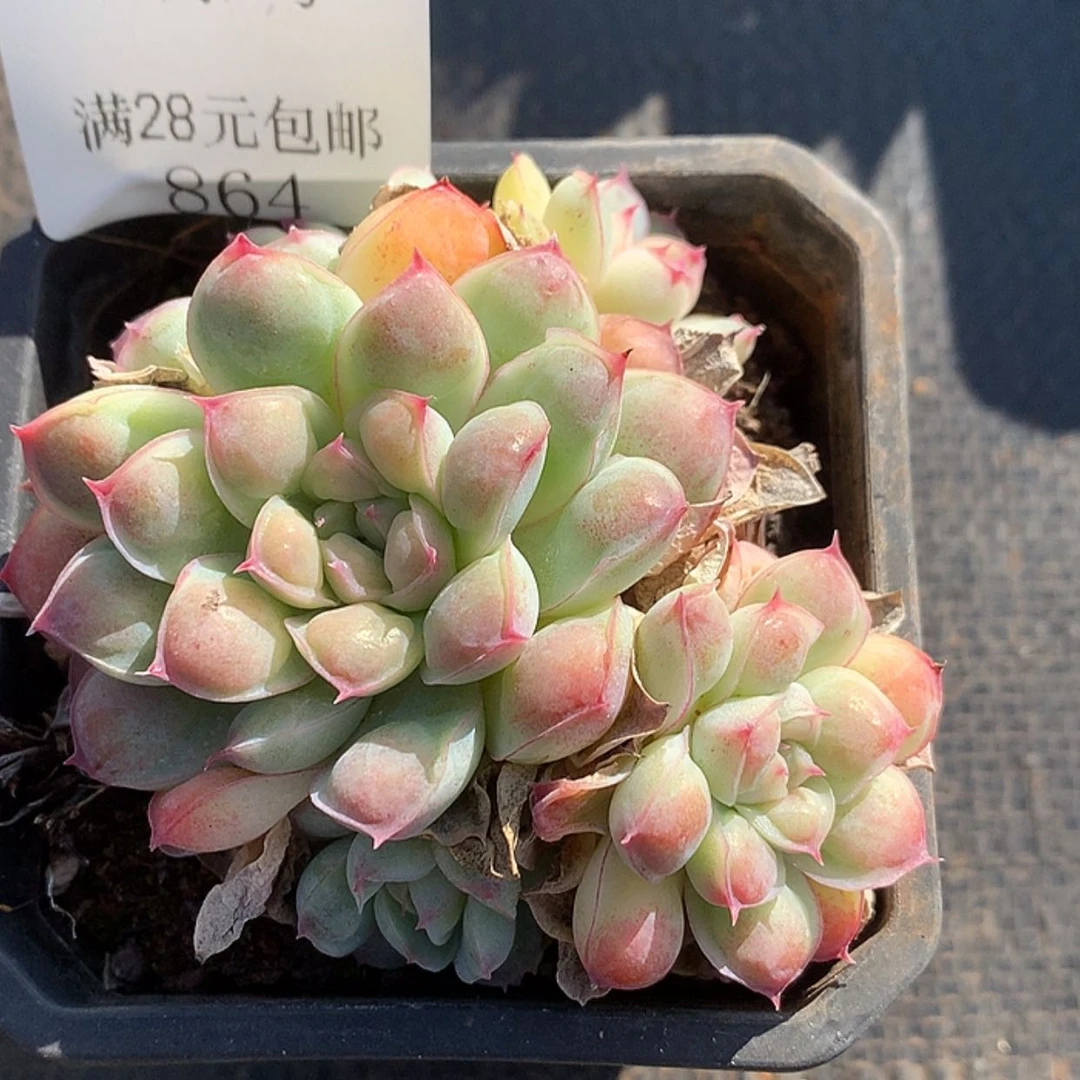 【闪购商品】云864号