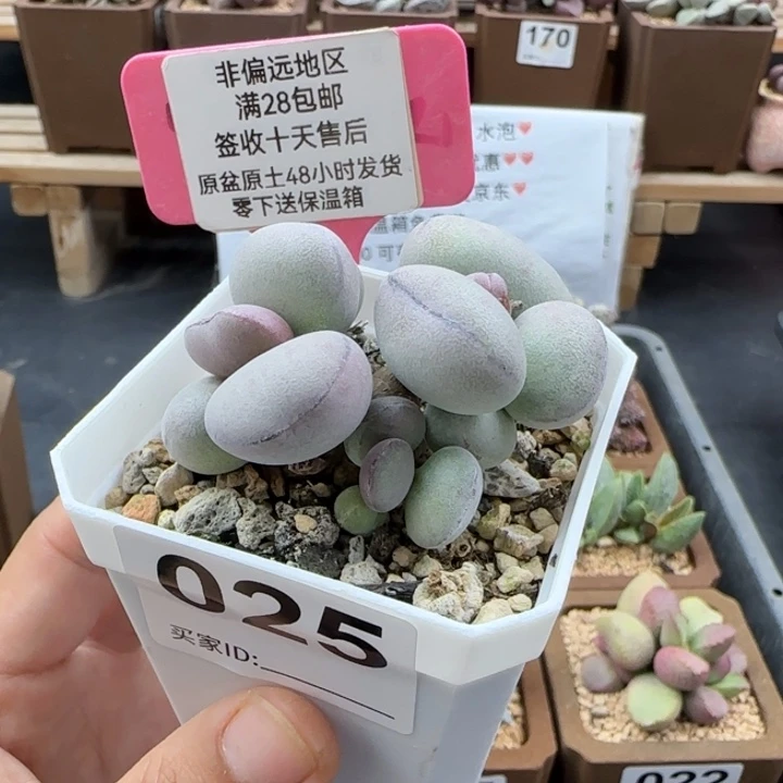 025球球紫蛋多肉植物