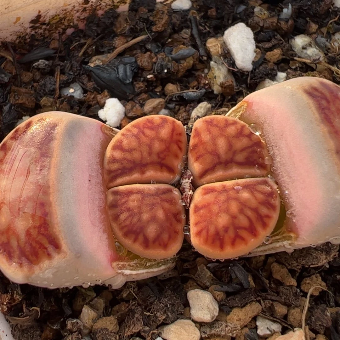 425多肉植物组合