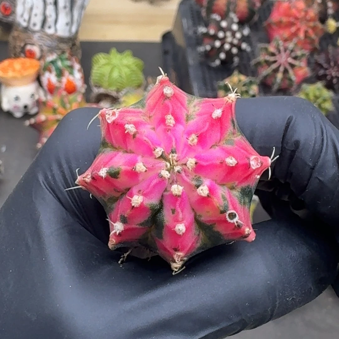 泰球侧芽米哈锦81号