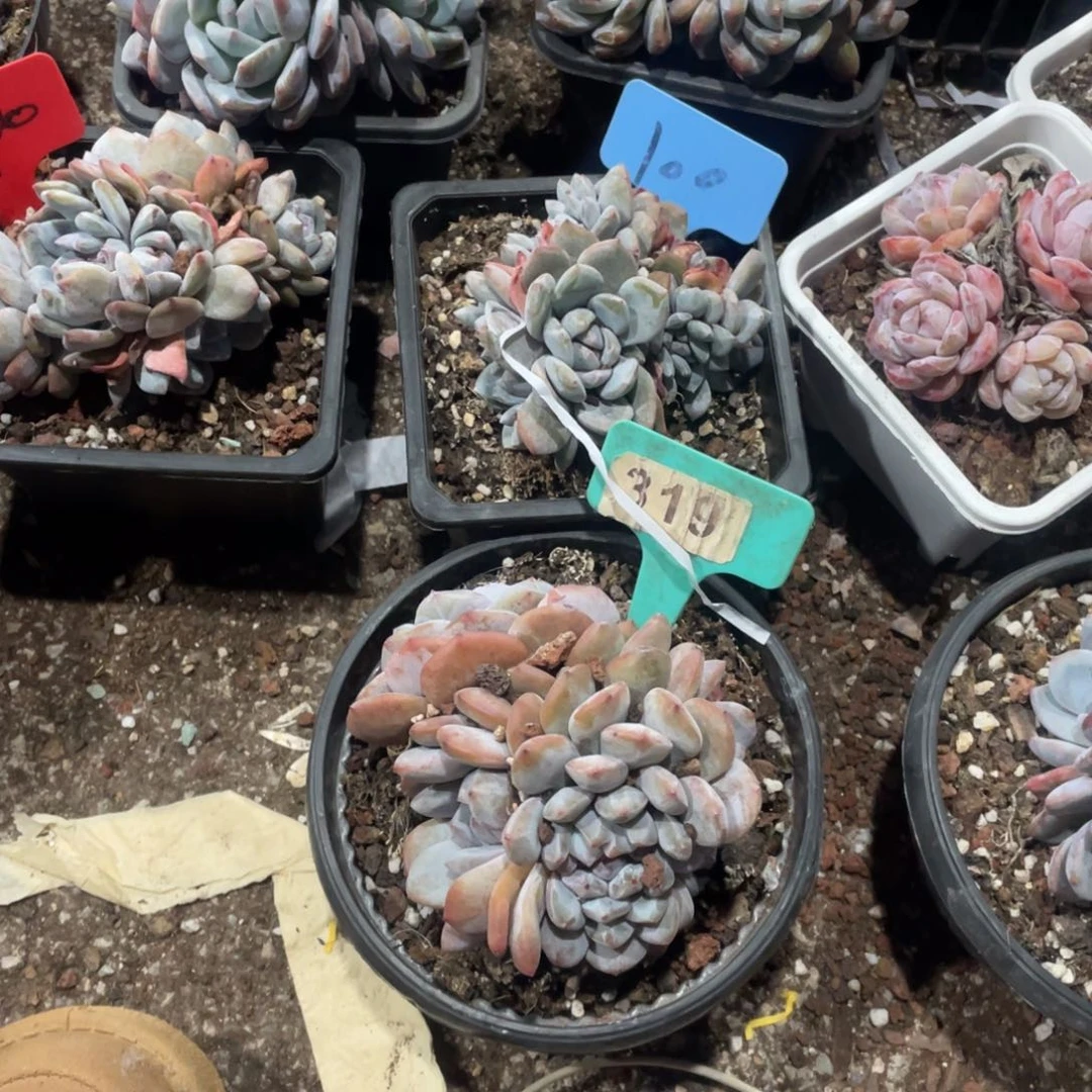 L****星影缀化多头群生319