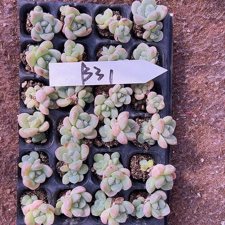 B31特惠奶油冰玉！