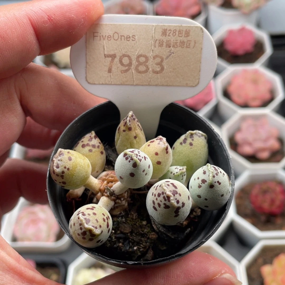 海豹7983掉叶不售后