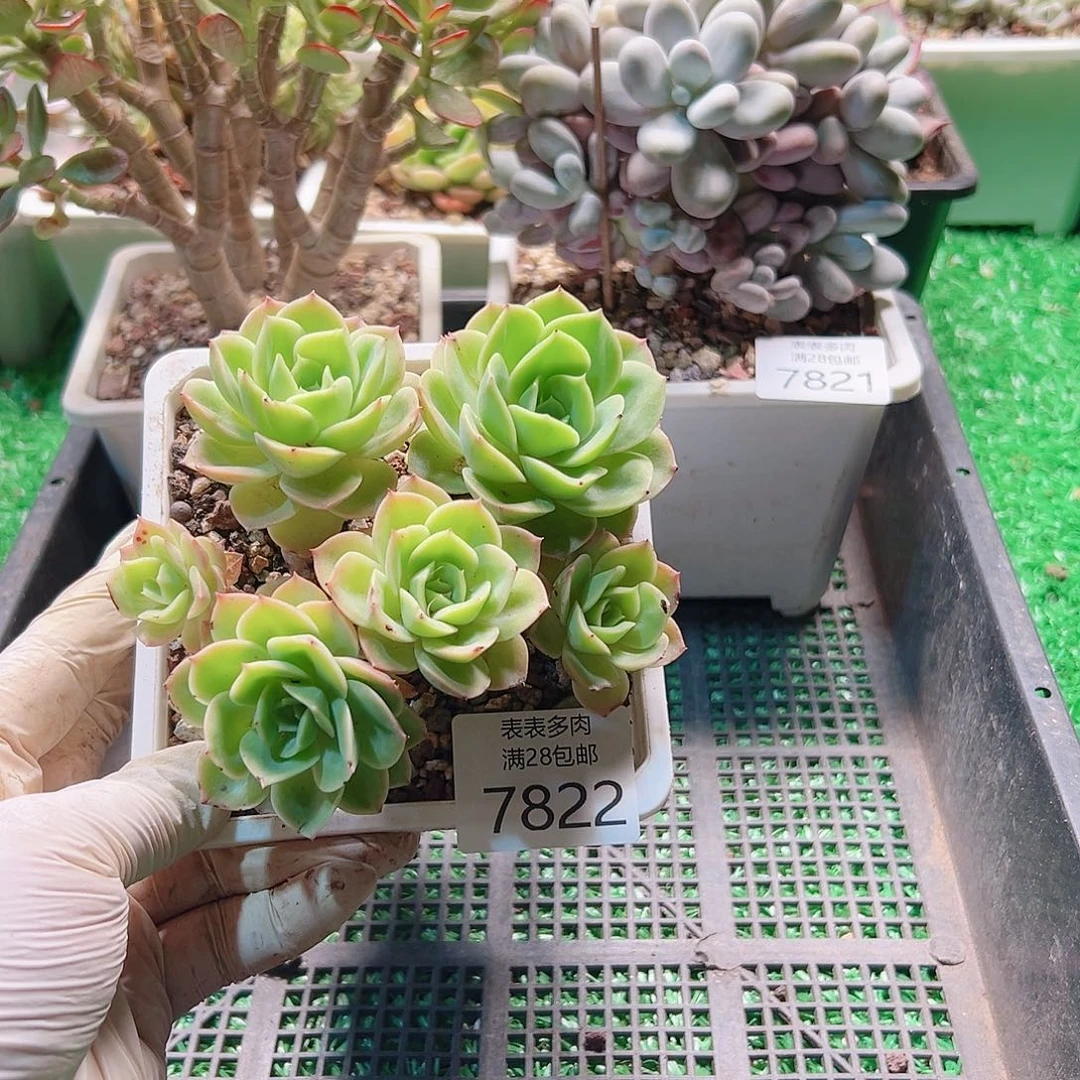 无花朵多肉一物一拍7822