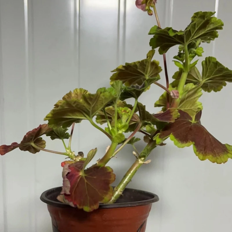 【扦插专用】老桩丑苗直立天竺葵原盆原土长杆包对版带穴盘