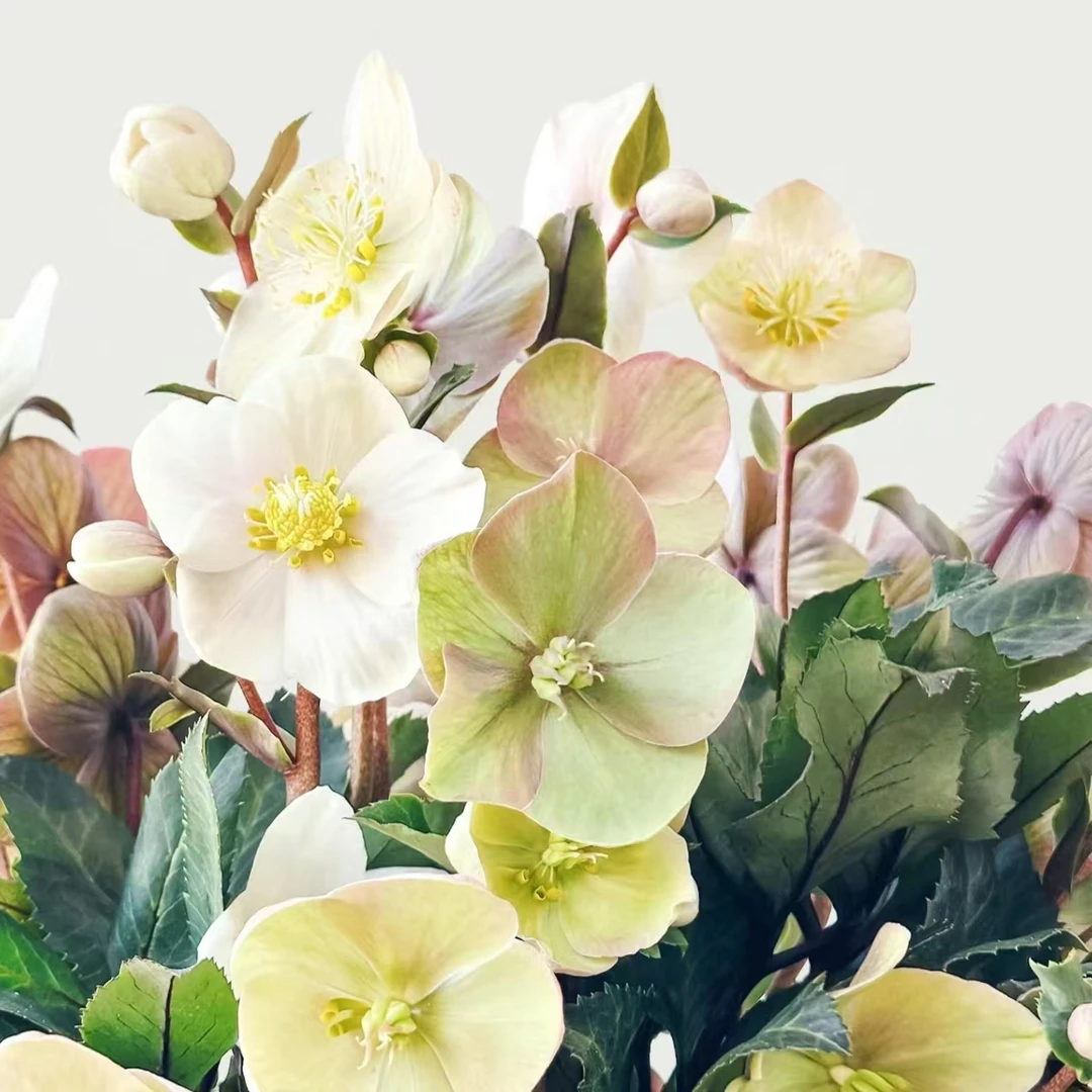 铁筷子卡布奇诺 1加仑冰雪玫瑰盆栽爆花耐寒阳台云南鲜花绿植