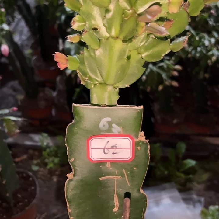 宇***宙62号带盆063嫁接苗