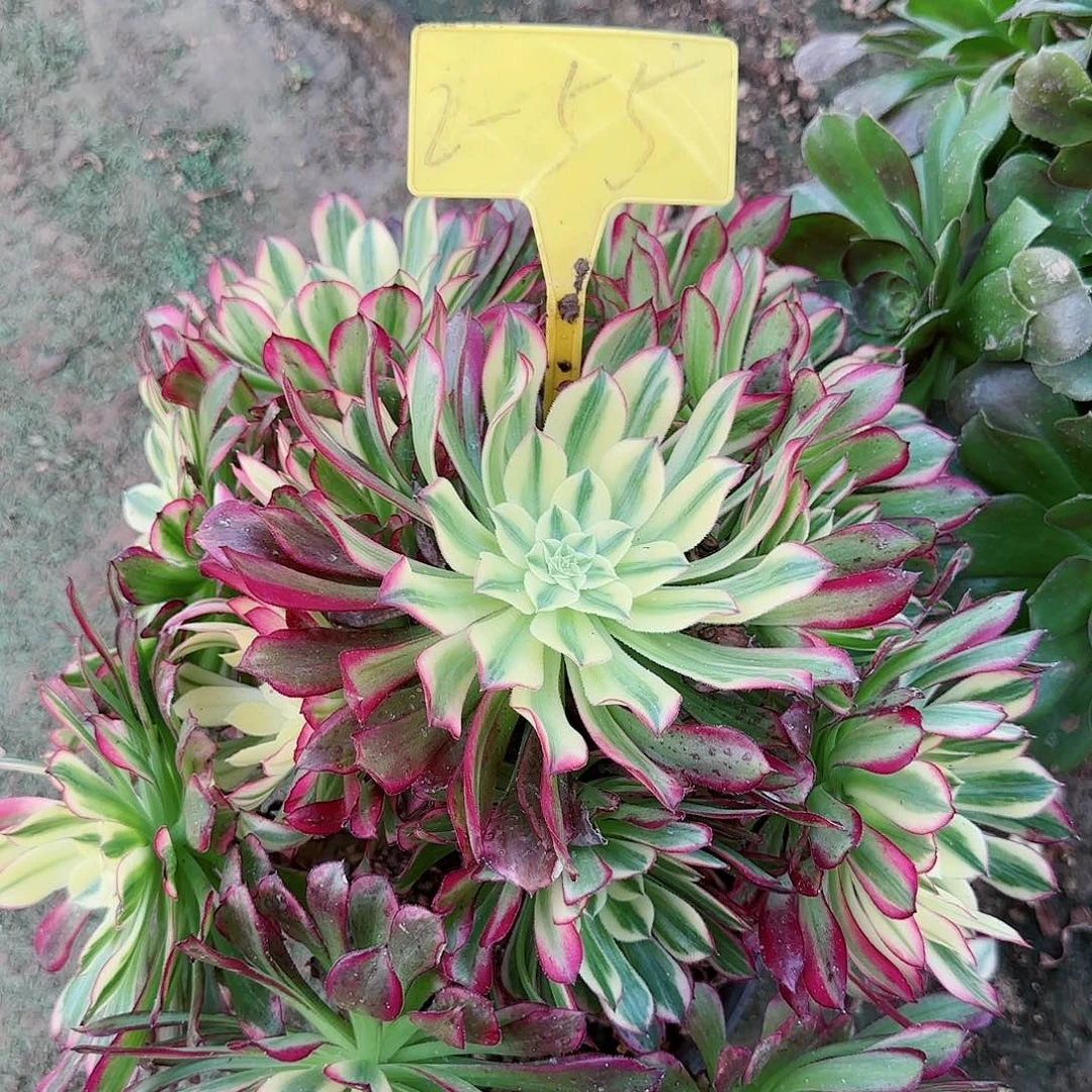 2-55---多头多肉植物