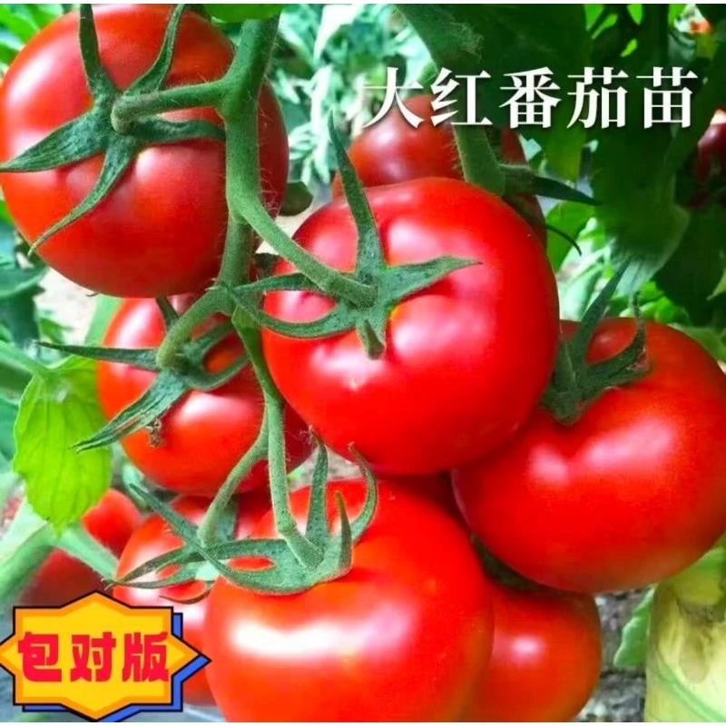 四季种植大粉番茄草莓番茄自然成熟家庭庭院蔬菜