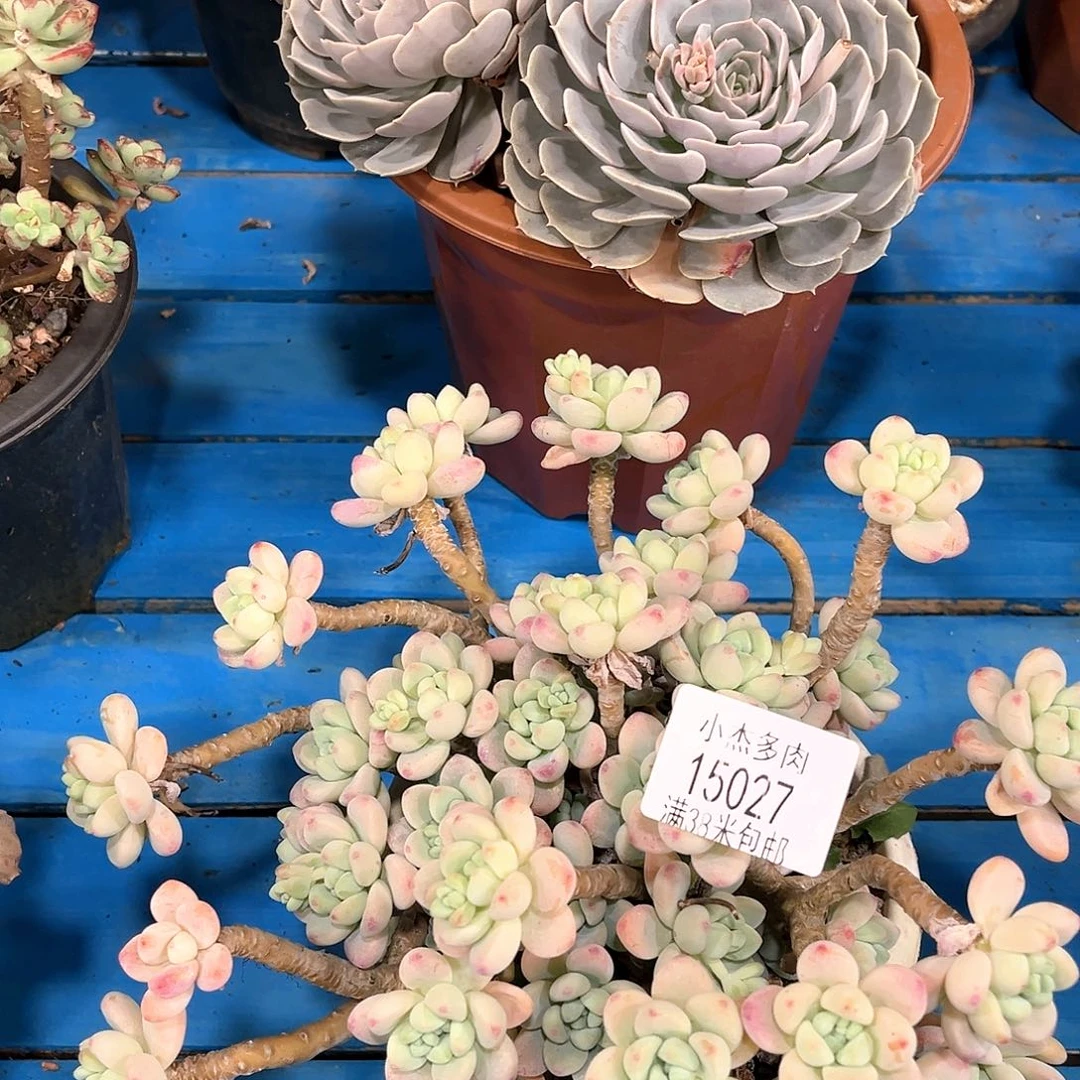 香水带尔杂15027