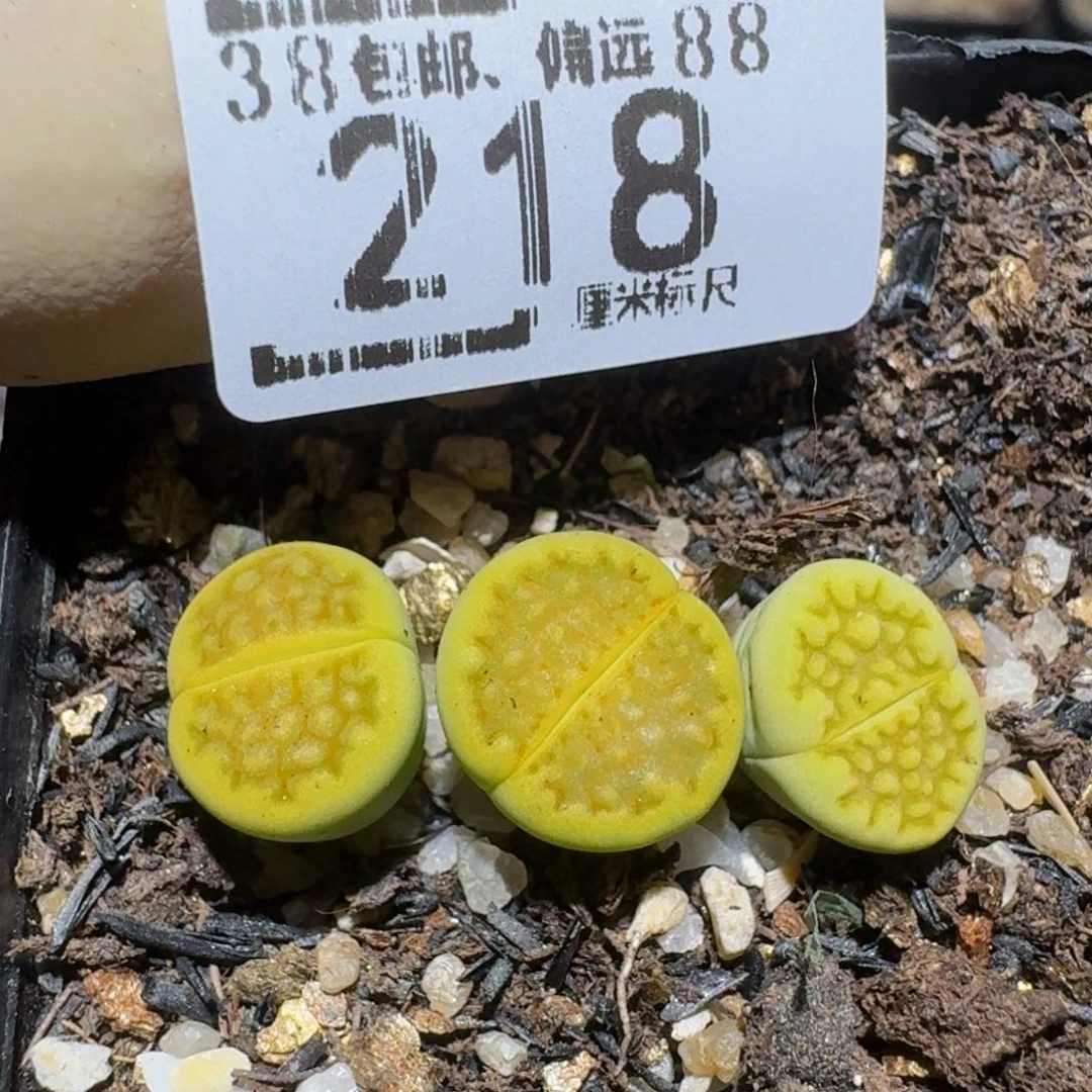 Zzzz精品生石花218