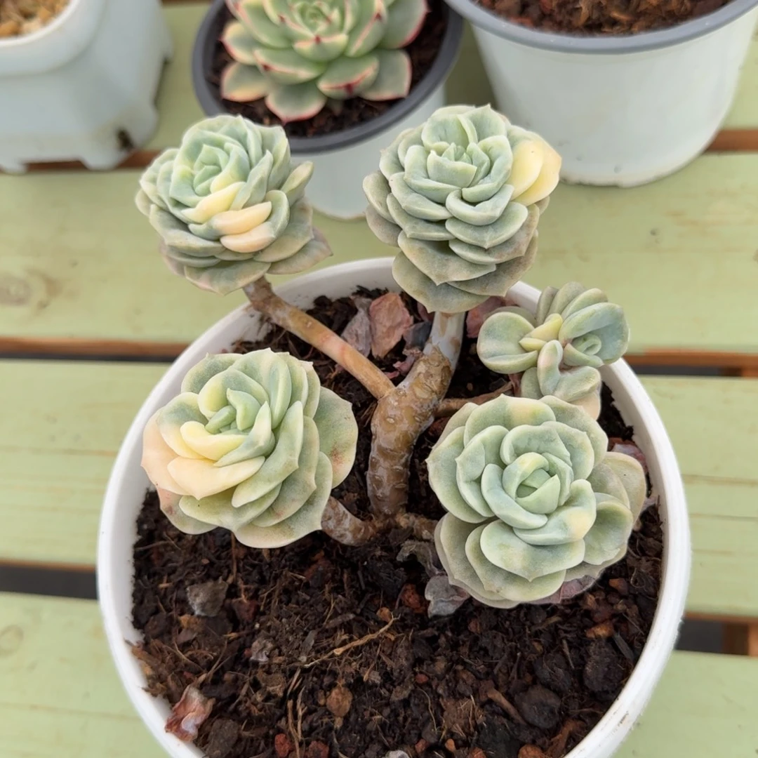 哎***可爱玫瑰锦锦上园艺一物一拍