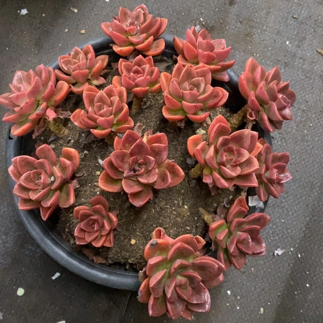 红酒巧克力散装带盆土大盆