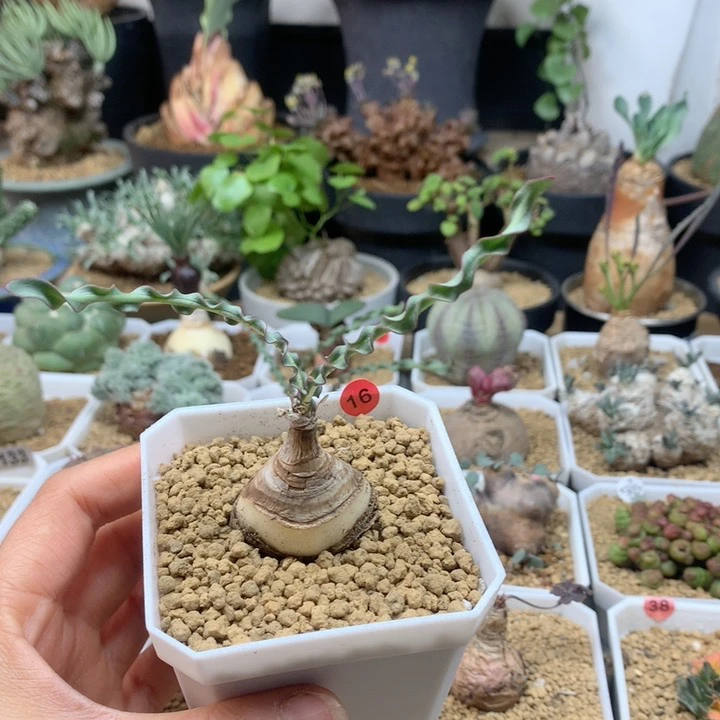 波叶血莲母本带盆16