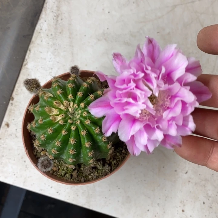 彩草自根粉花卷卷虫子啃过微瑕