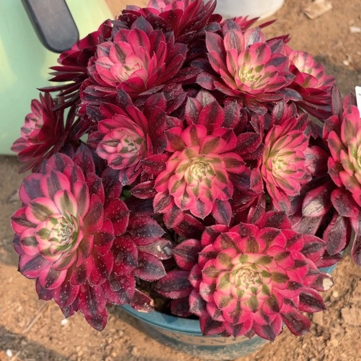 773多肉植物黑铜白