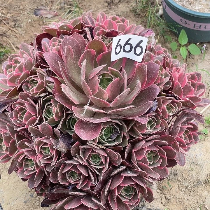 多肉植物法师666女妖