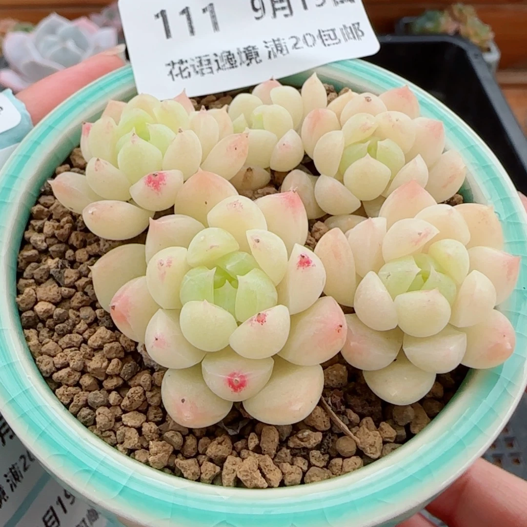 花语逸镜0919-111奶油美人带盆土