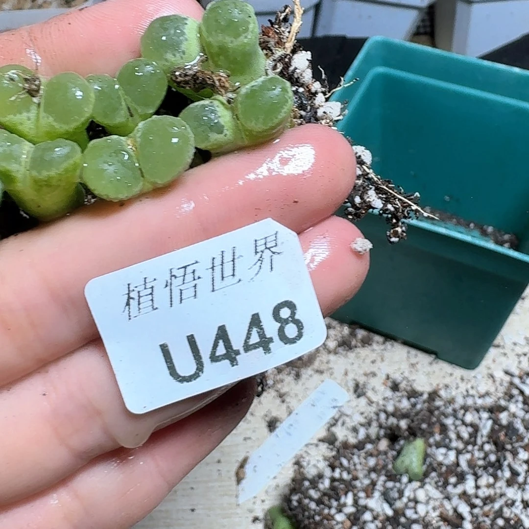 448号多肉植物哇cv