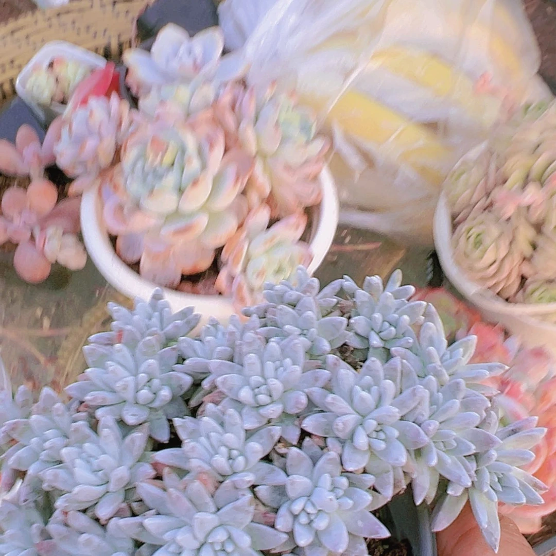 【闪购商品】大群白菊12.8