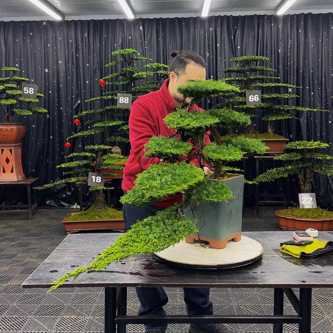 龙爪松高端造型盆景