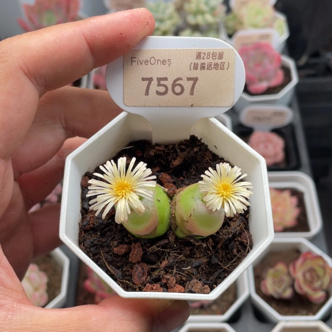 毛汉尼7567-5厘米