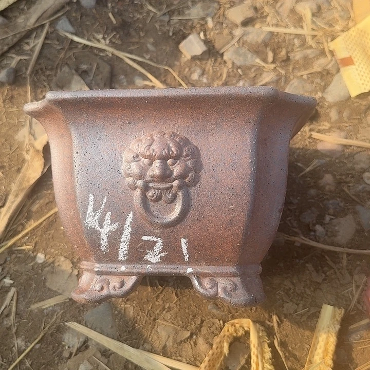 紫砂和花都两条主景天