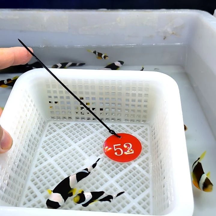 黑豹小丑4配6/2条5-42-52