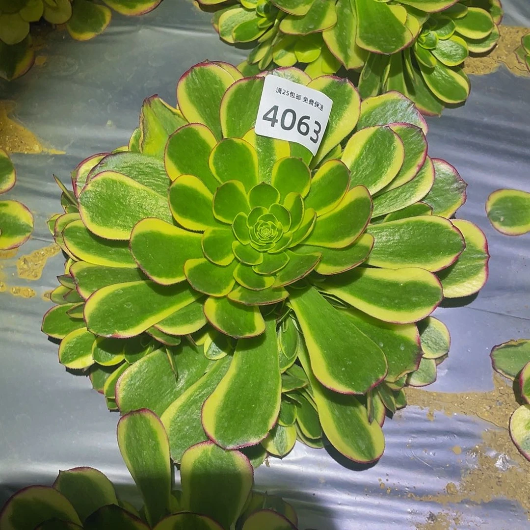 4063奶白多肉植物