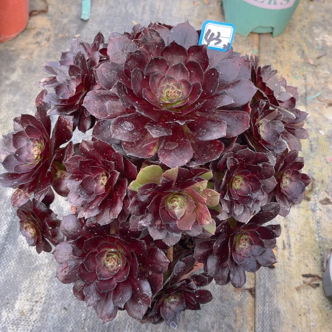 43黑骑士精品法师多肉