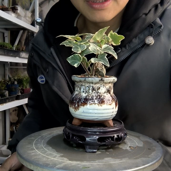 超***区小盆景小植物一物一拍247