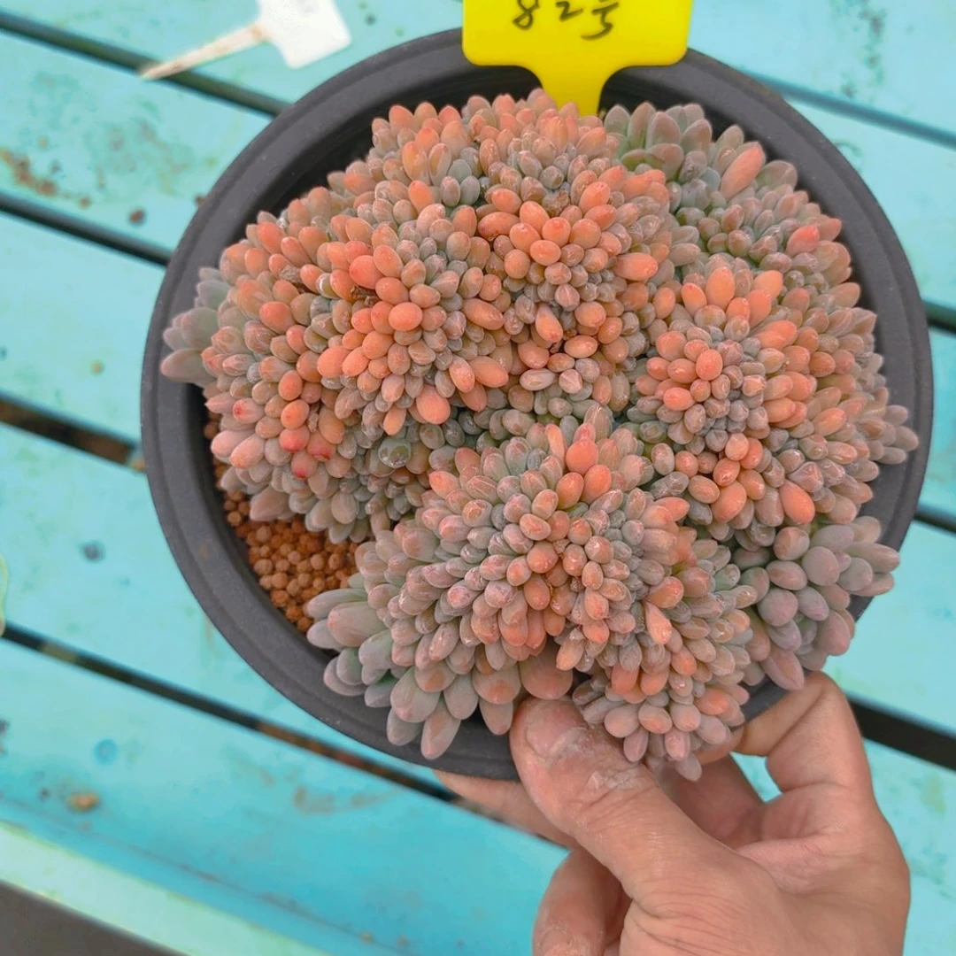 82号多肉111111111111