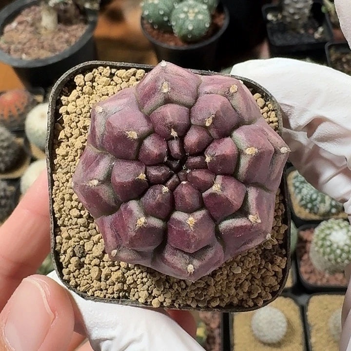 梦想仙人球1234565