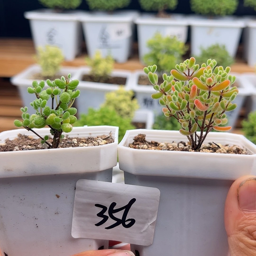 356号翡翠➕小星星5.29多肉