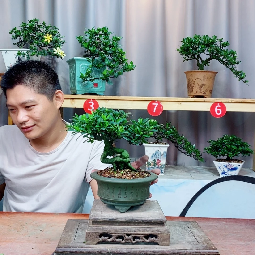 栀子花开了花开花