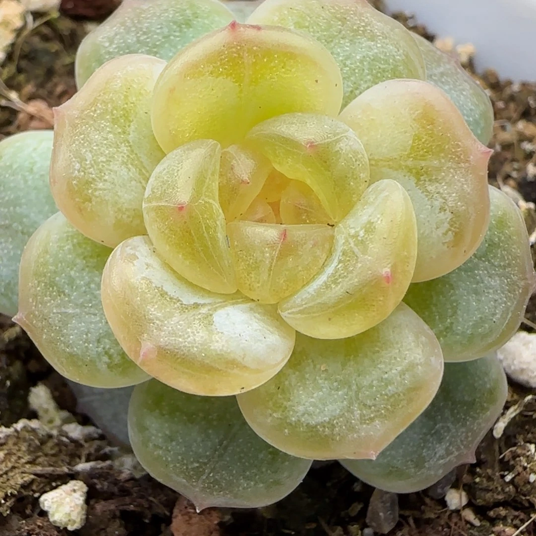 【满29包邮非偏远】551福利