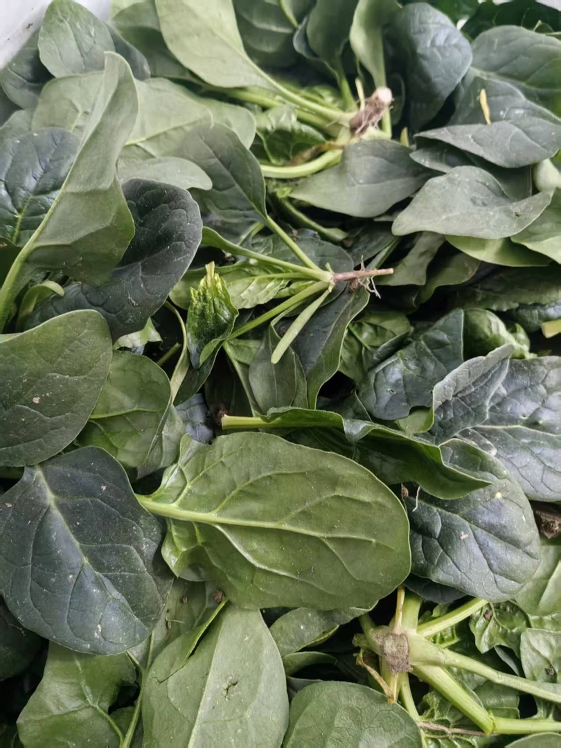 【菠菜】农家自种菠菜