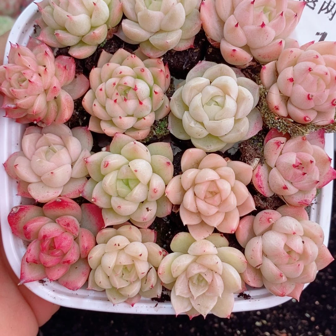 1-9 新疆西藏内蒙不发12.8包邮2-3公分多肉