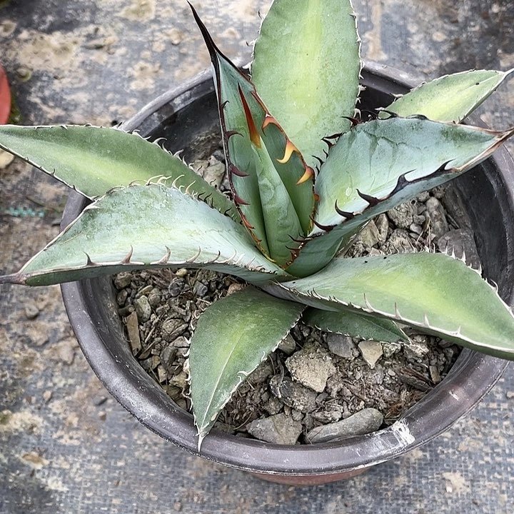 阿***糖龙舌兰绿色植物