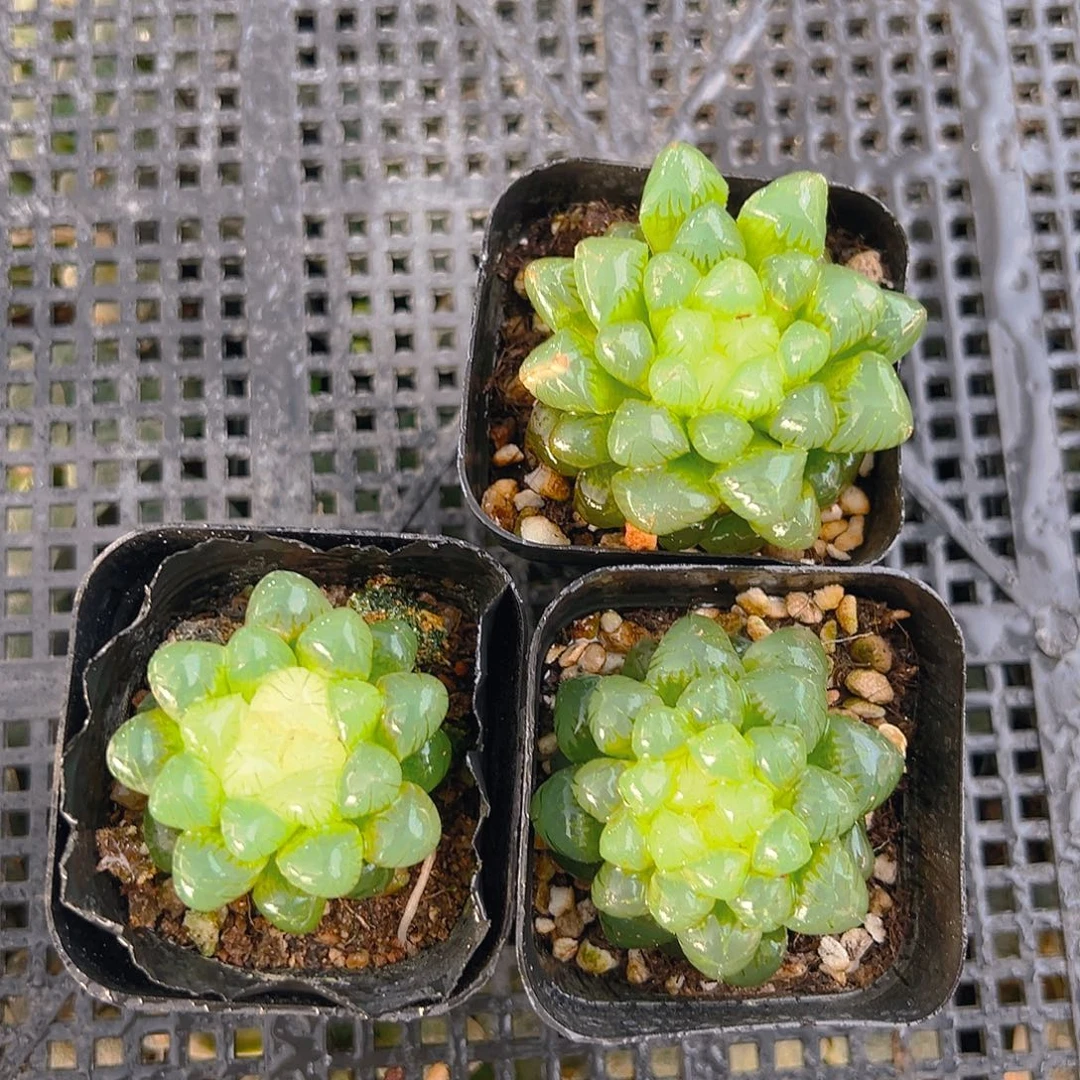 糖心玉露多肉多肉3颗