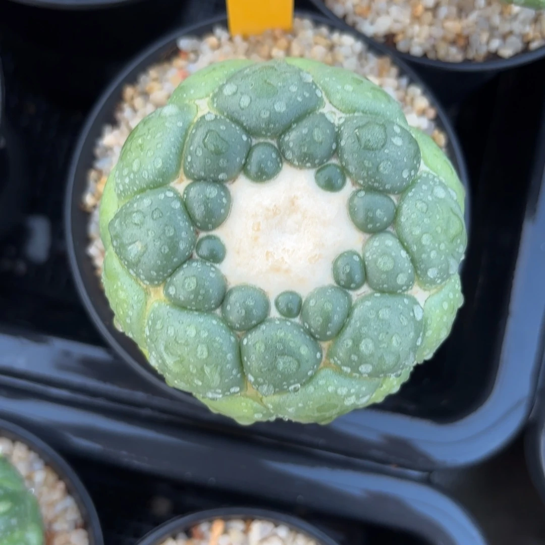 L718-1203泰国发货 无刺