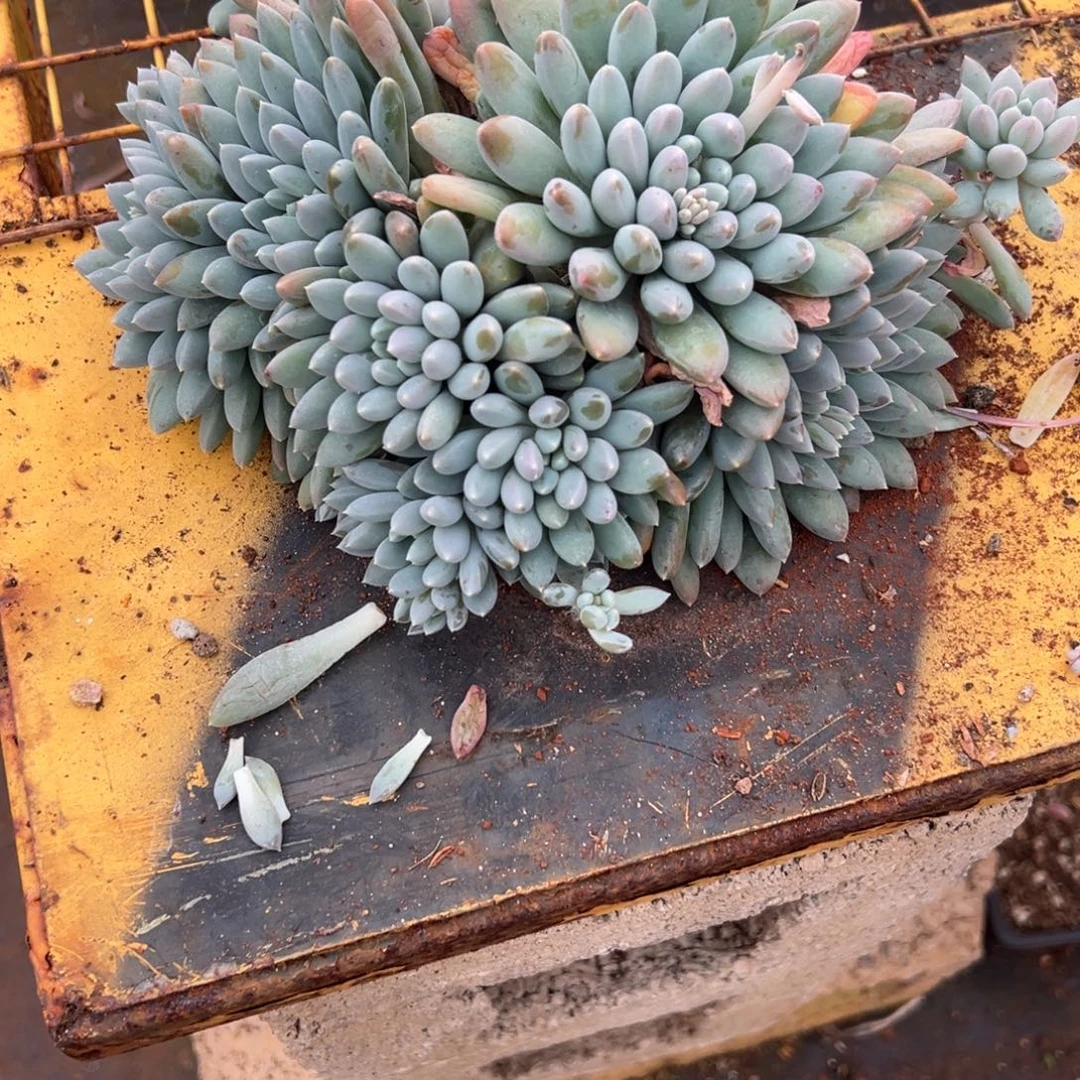 多肉植物奶糖一个