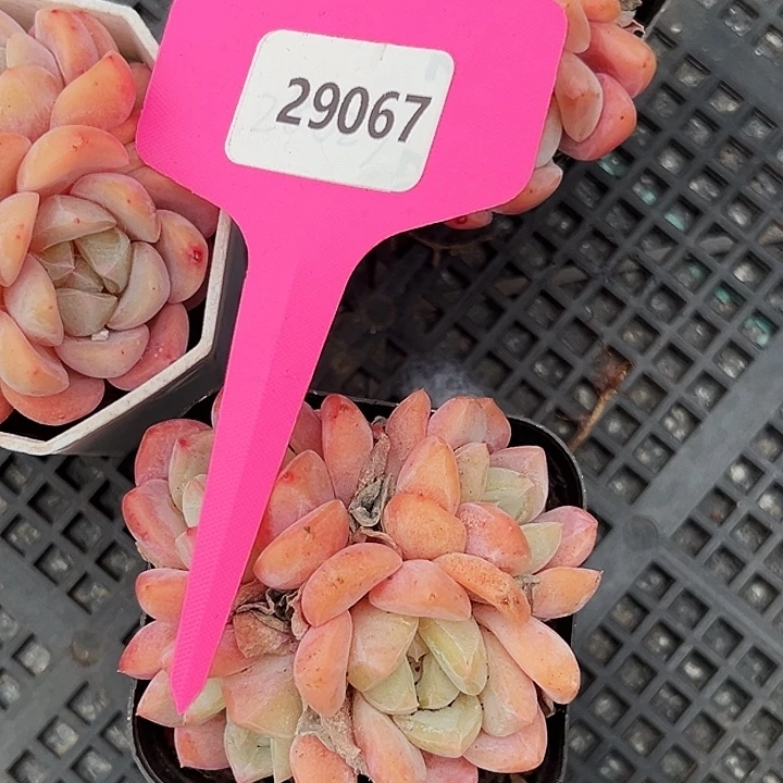 爱***o框拍      29067号